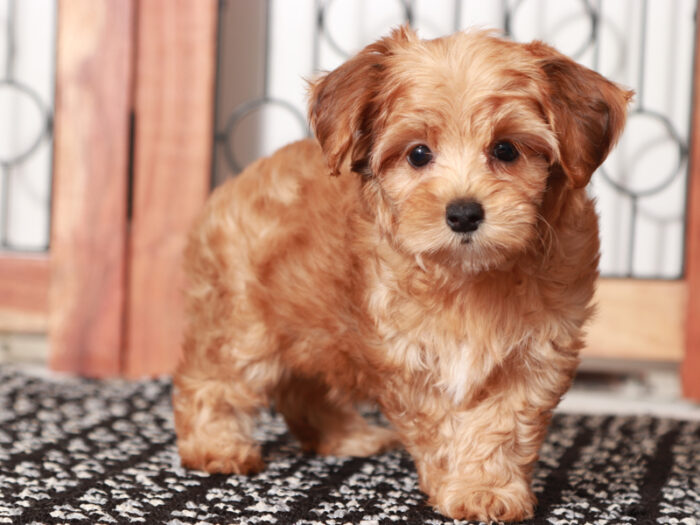 Moon- Wonderful Female Yorkie-Poo - Image 2