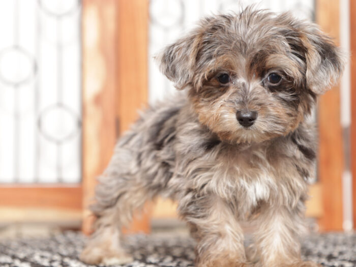 Moon- Wonderful Female Yorkie-Poo - Image 2