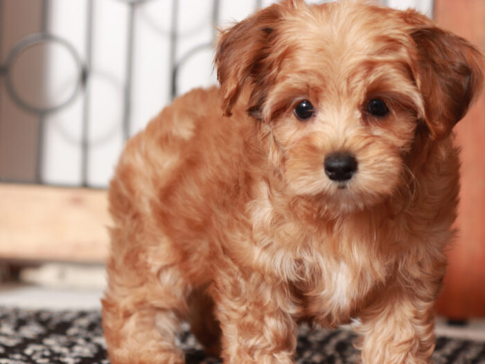 Moon- Wonderful Female Yorkie-Poo - Image 3