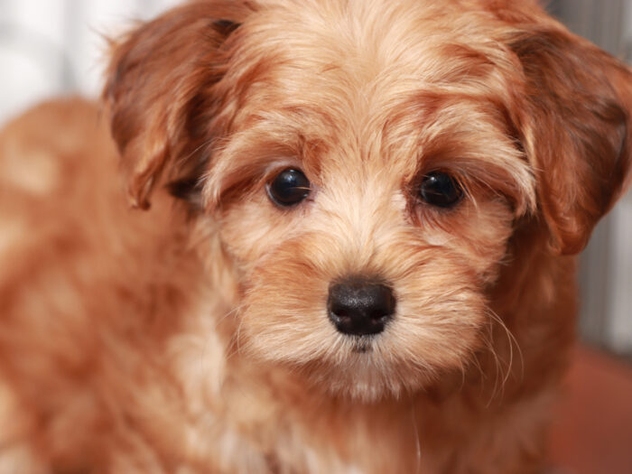 Moon- Wonderful Female Yorkie-Poo - Image 4