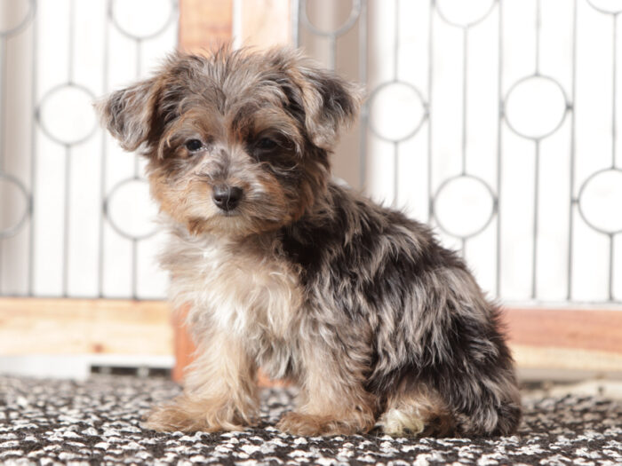 Moon- Wonderful Female Yorkie-Poo - Image 4