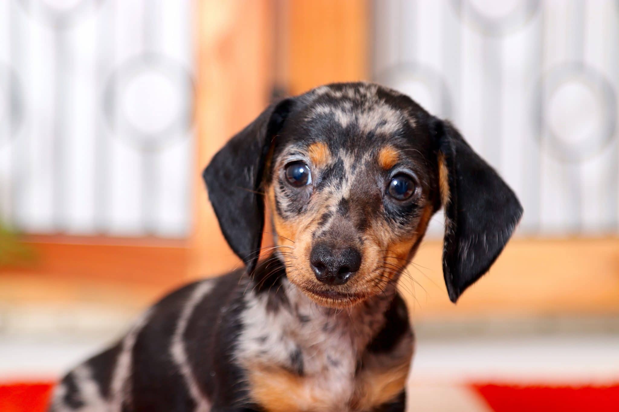 Moose - Awesome Silver Dapple ACA Male Mini Dachshund Puppy - Image 2