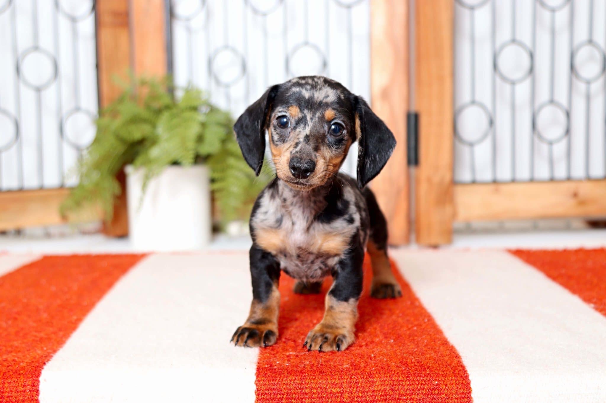 Moose - Awesome Silver Dapple ACA Male Mini Dachshund Puppy - Image 3