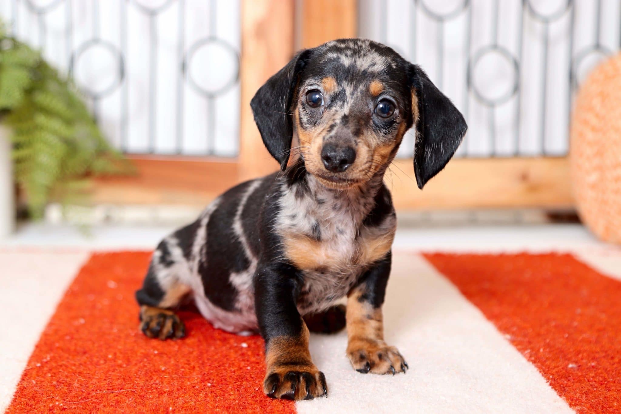 Moose - Awesome Silver Dapple ACA Male Mini Dachshund Puppy - Image 4