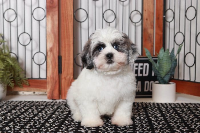 Mowgli- Delightful Little Blue Merle and White Male Shih-Poo Puppy