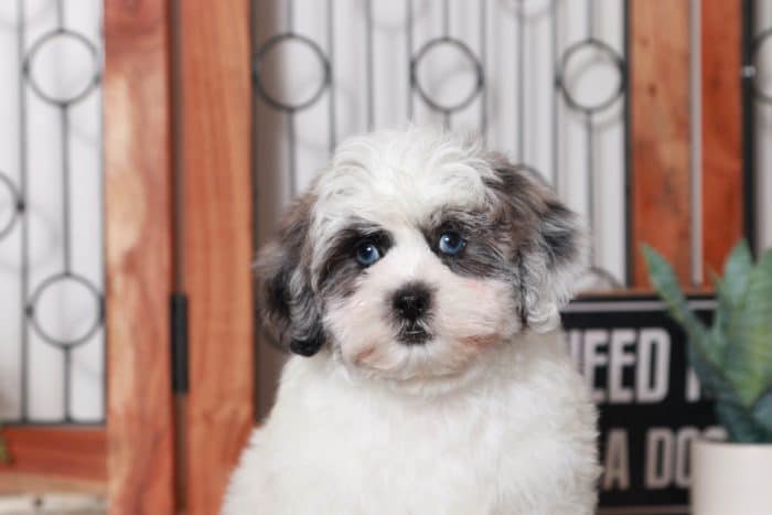 Mowgli- Delightful Little Blue Merle and White Male Shih-Poo Puppy - Image 2