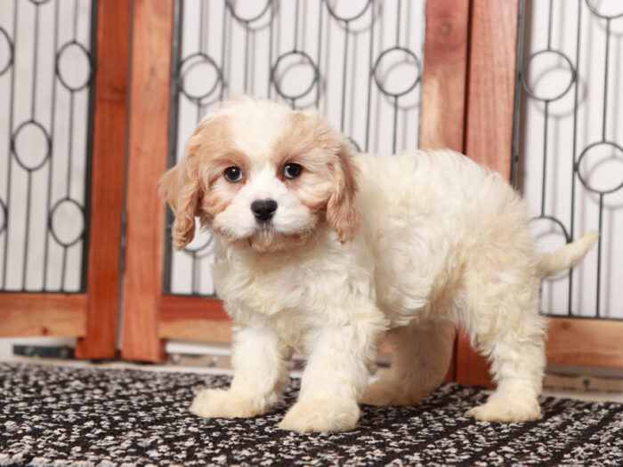 Male Cavapoo Puppy