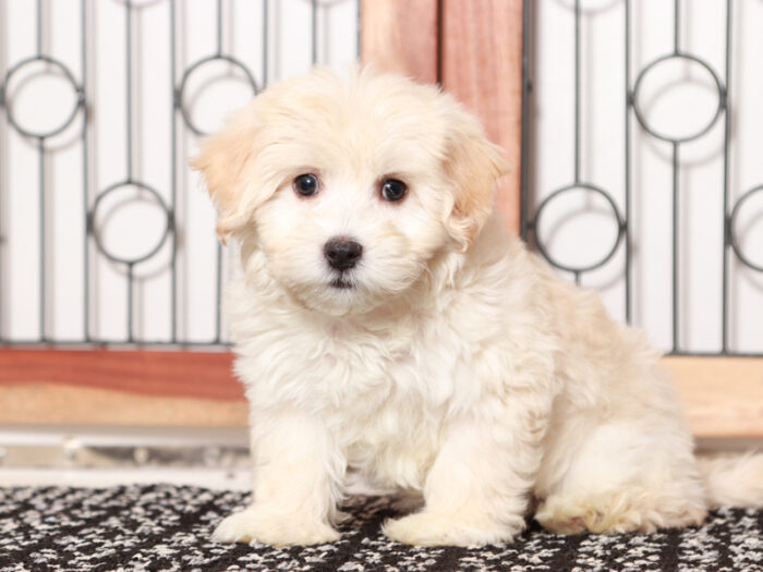 Male Maltipoo Puppy