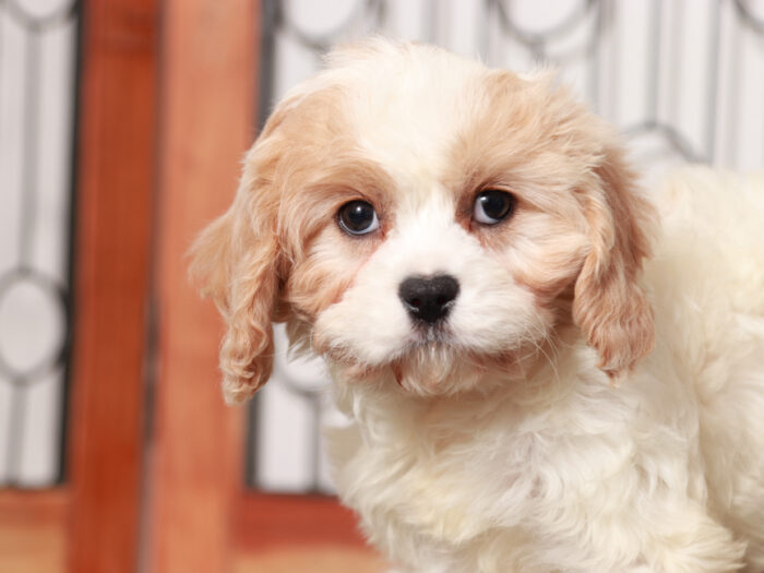 Cavapoo