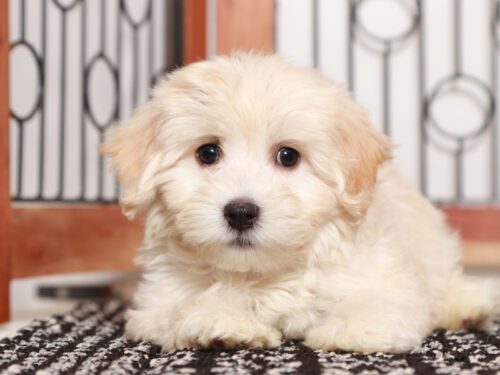 Maltipoo