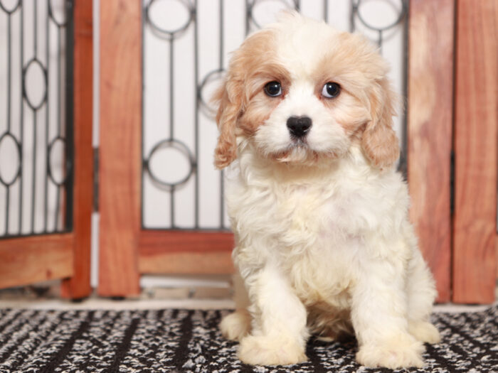 Cavapoo