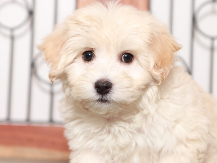 Murphy-  Affectionate male Maltipoo Puppy - Image 3