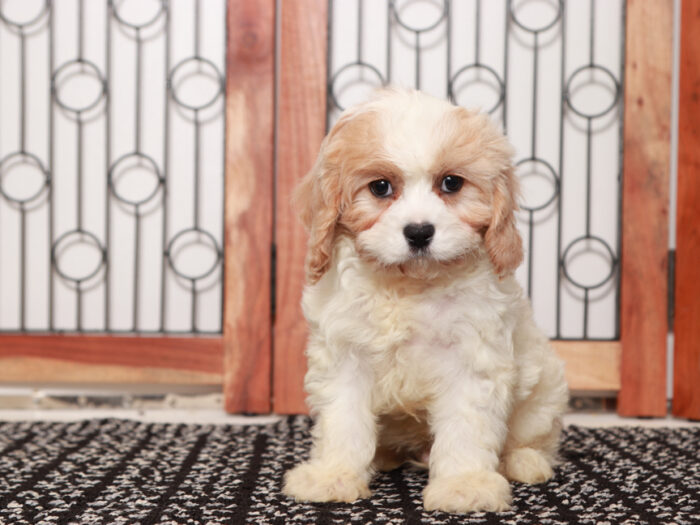 Cavapoo