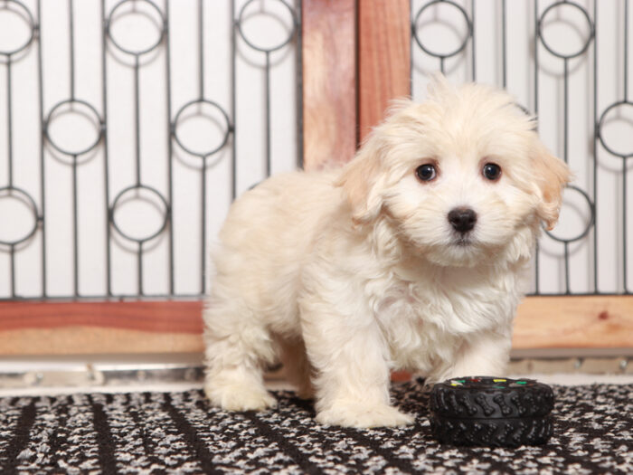 Maltipoo