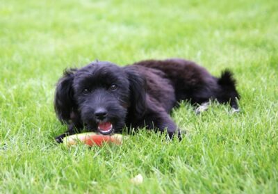 Lovely doggo Maltipoo eating watermelon