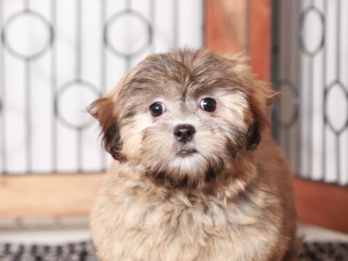Nellie Shichon Puppy