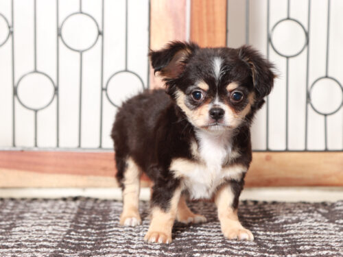 Long Haired Chihuahua