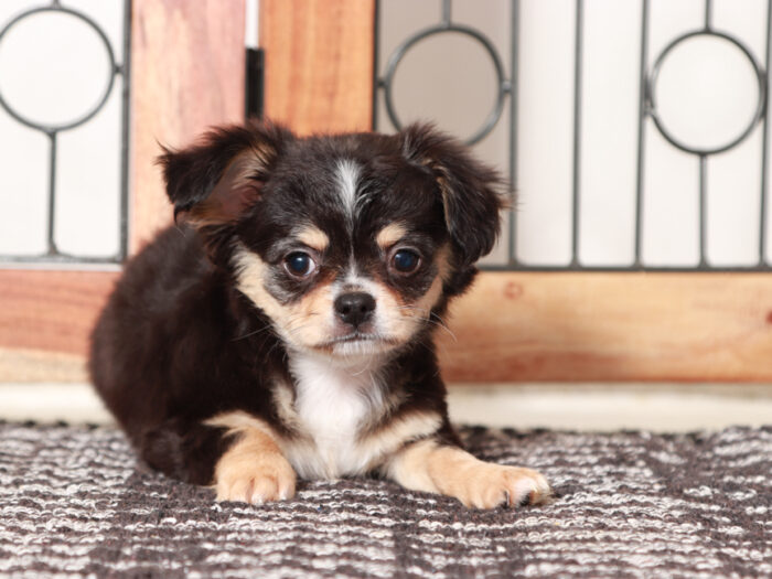 Long Haired Chihuahua