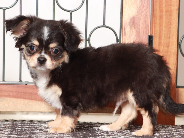 Long Haired Chihuahua Puppy