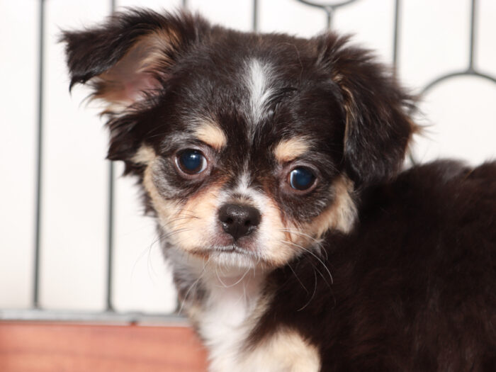 Long Haired Chihuahua Puppy