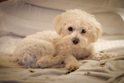 A Bichon Frise lying on a blanket.