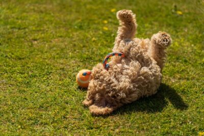 A cockapoo puppy, on its back, playing in the sunshine
