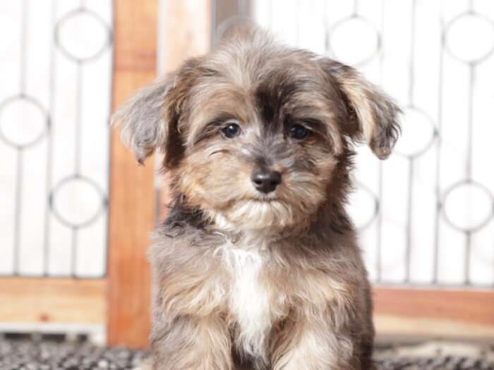 Nico- Loving Little Male Yorkie Poo - Image 2