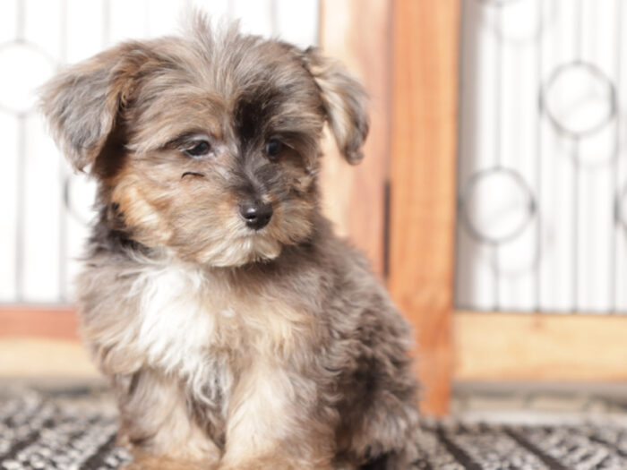 Nico- Loving Little Male Yorkie Poo - Image 3