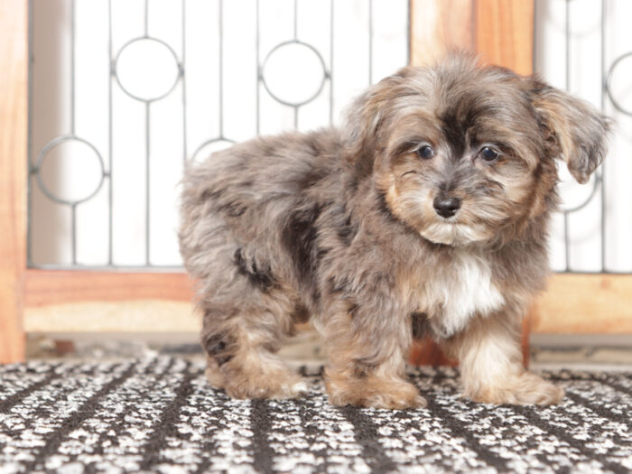 Nico- Loving Little Male Yorkie Poo - Image 4