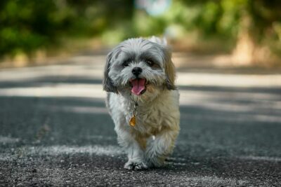 Shih-tzu walking on a trail