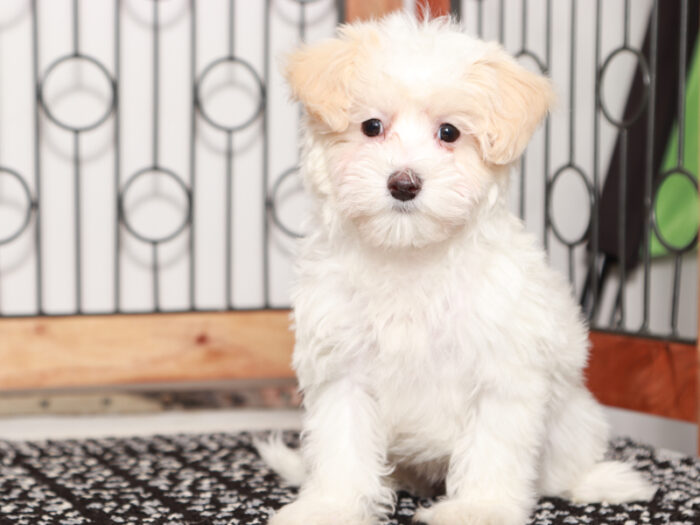 Nugget - Loving female Maltipoo Puppy