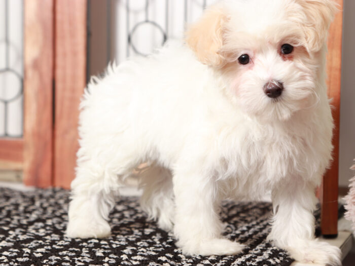Nugget - Loving female Maltipoo Puppy - Image 2