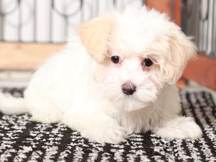 Nugget - Loving female Maltipoo Puppy - Image 3