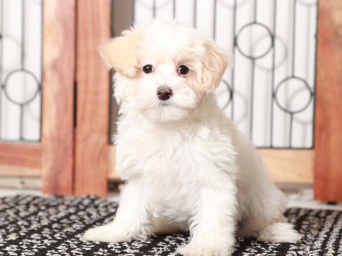Nugget - Loving female Maltipoo Puppy - Image 4