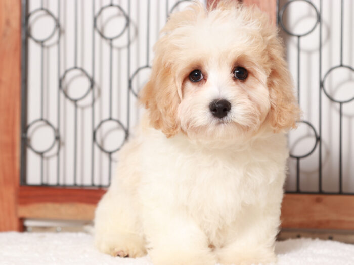 Cavachon Male Puppy