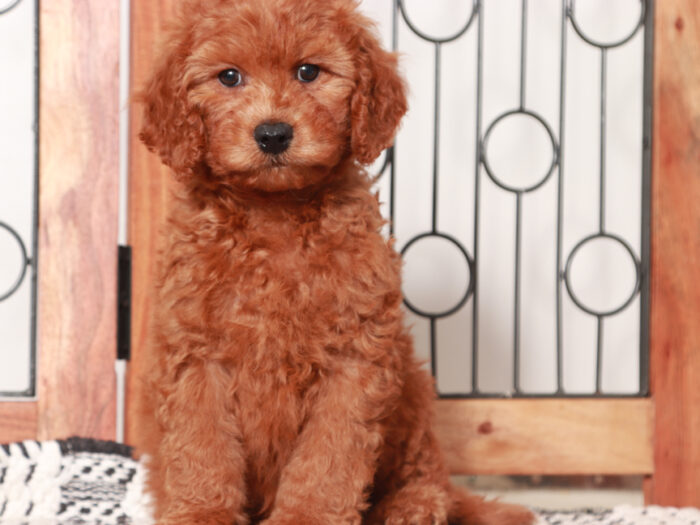 Ollie - Stunning Male Mini Red Goldendoodle Puppy