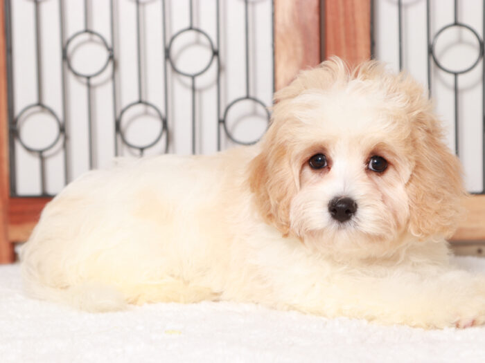 Cavachon Puppies For Sale