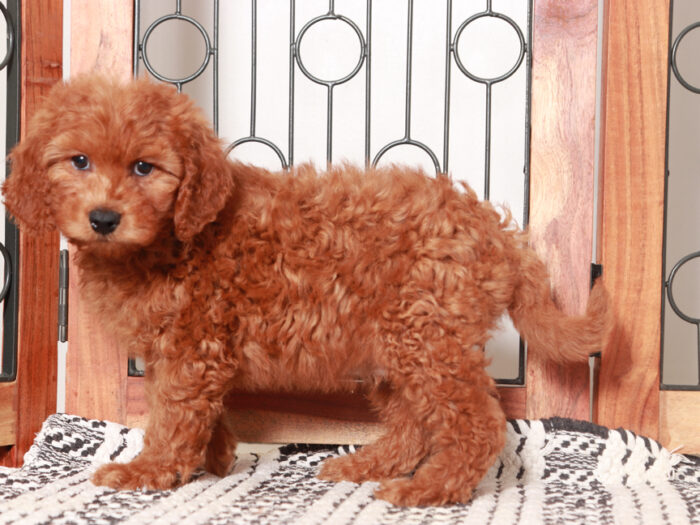 Ollie - Stunning Male Mini Red Goldendoodle Puppy - Image 2