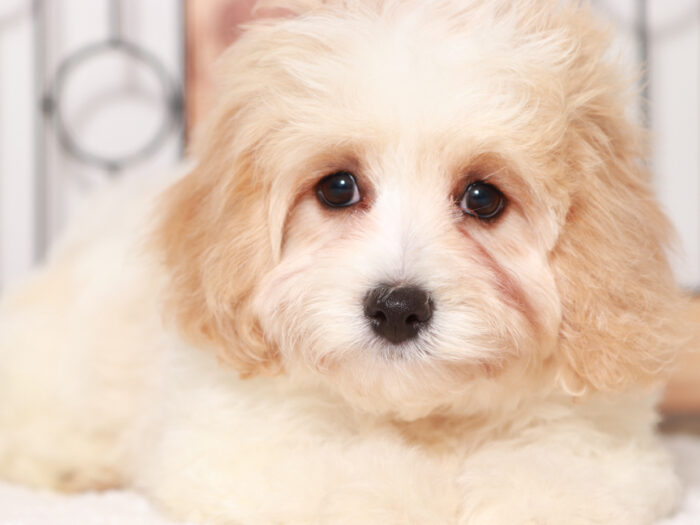 Cavachon Puppies For Sale