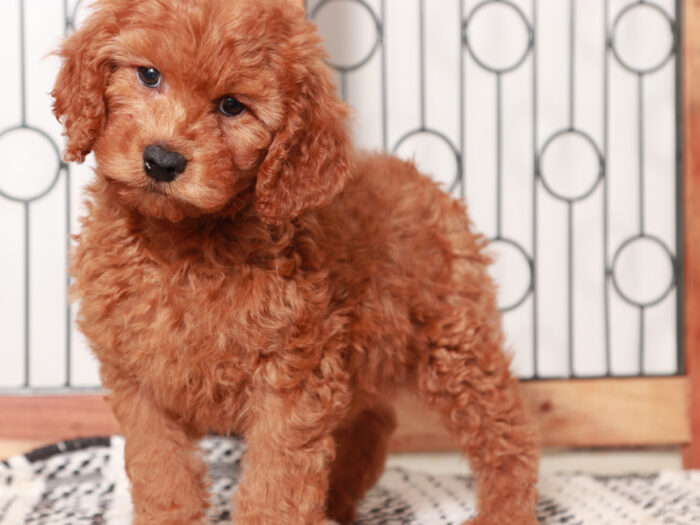 Ollie - Stunning Male Mini Red Goldendoodle Puppy - Image 3