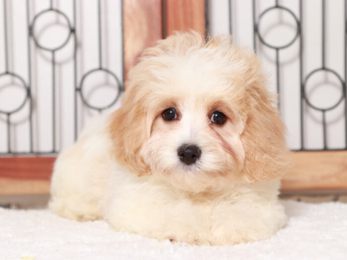 Cavachon Puppies For Sale