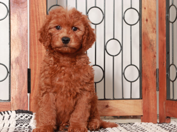 Mini Goldendoodle Puppy