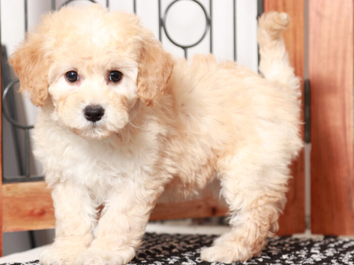 Opal - female Poochon Puppy for Sale in Florida