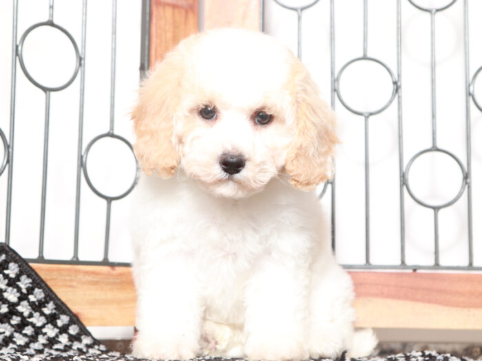 Opal - female Poochon Puppy for Sale in Florida