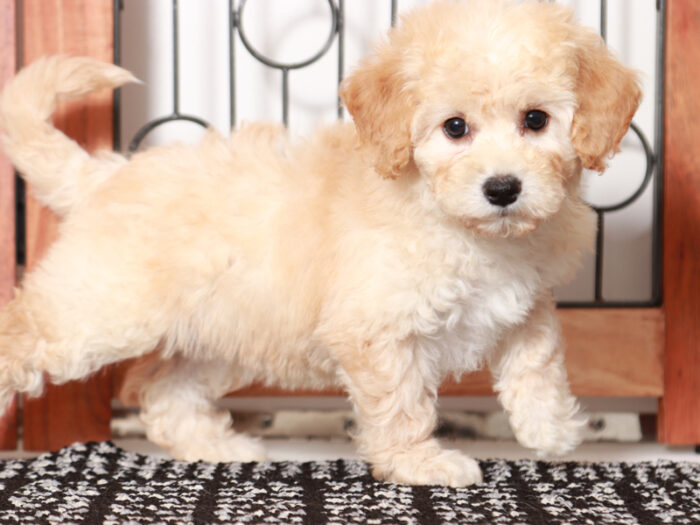 Opal - female Poochon Puppy for Sale in Florida - Image 2