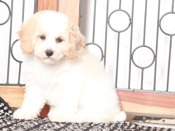 Opal - female Poochon Puppy for Sale in Florida - Image 2