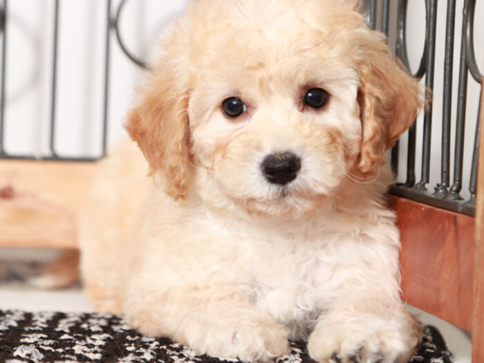 Opal - female Poochon Puppy for Sale in Florida - Image 3