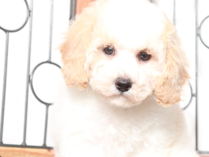 Opal - female Poochon Puppy for Sale in Florida - Image 3