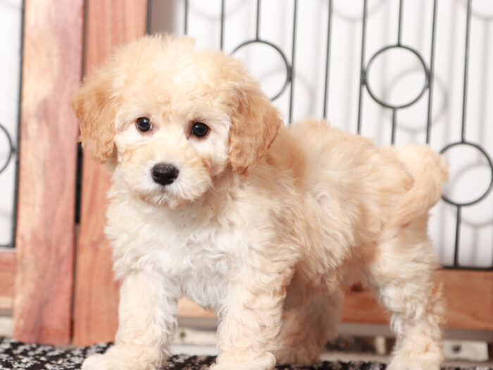 Opal - female Poochon Puppy for Sale in Florida - Image 4
