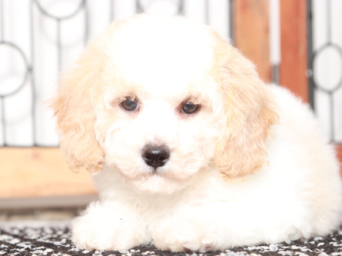 Opal - female Poochon Puppy for Sale in Florida - Image 4